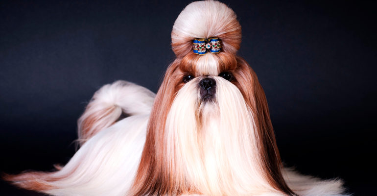 Como manter o pelo saudável de cães e gatos