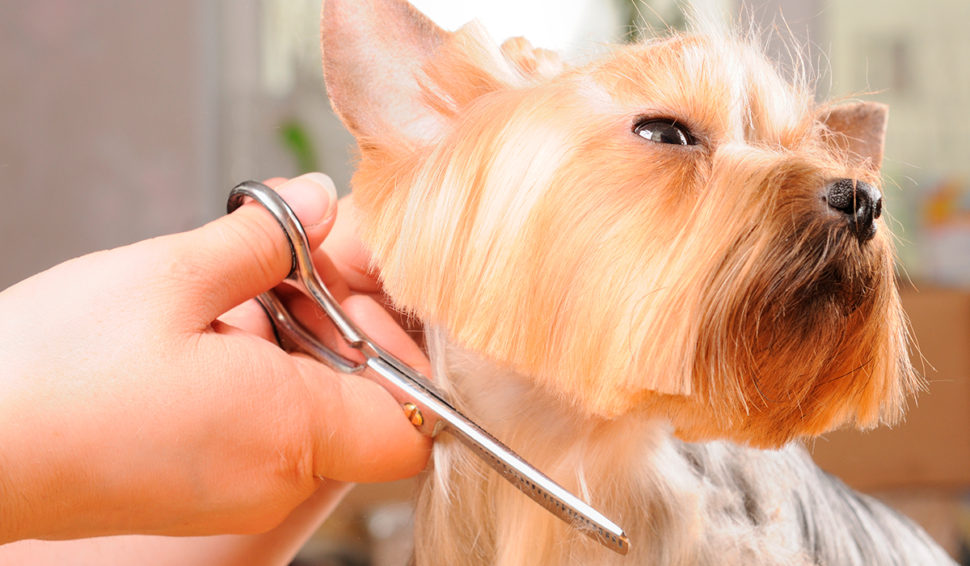 Pelagem de cães: Tipos e principais cuidados