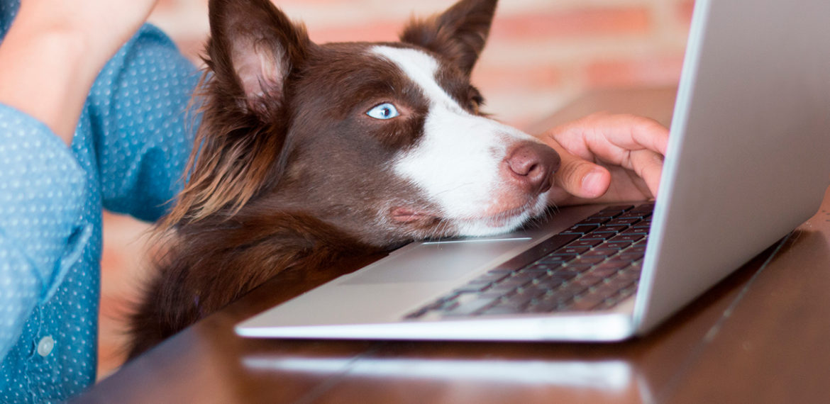 Usando o Instagram para o seu PetShop