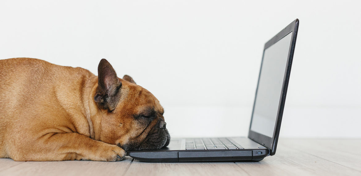 Criando um blog para sua empresa Petcare