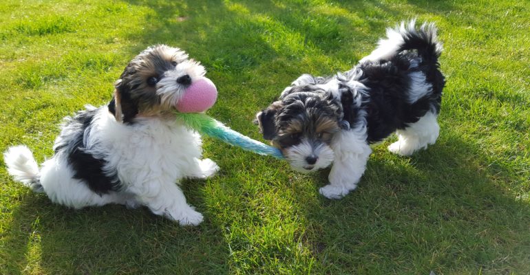Raça Biewer: tudo que você precisa saber
