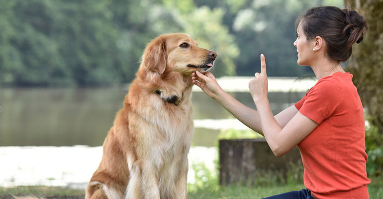 Dicas de adestramento para compartilhar com tutores