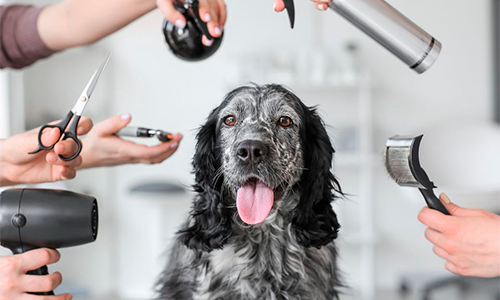 Estrutura fundamental para Banho, tosa e Pet Grooming