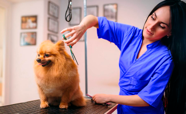 Mercado Pet: Previsões de crescimento e Oportunidades