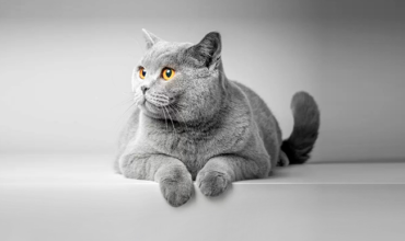 4 razões para você investir no grooming felino