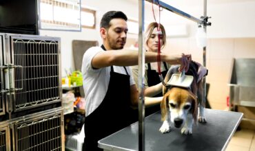 Banho e tosa dá dinheiro? Quanto ganha um groomer no Brasil?