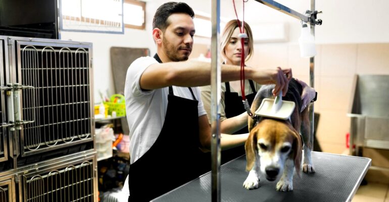 Banho e tosa dá dinheiro? Quanto ganha um groomer no Brasil?