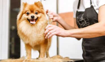 Conheça a nova linha PetSPA que une excelência estética, bem-estar pet e sofisticação em cada detalhe