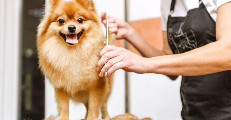 Conheça a nova linha PetSPA que une excelência estética, bem-estar pet e sofisticação em cada detalhe