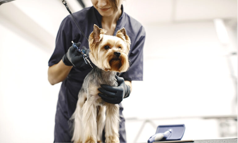 10 práticas que devem ser evitadas na utilização das ferramentas de banho e tosa