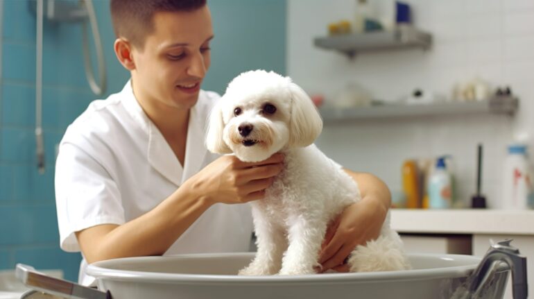 Matizadores para pets de pelagem branca: aprenda a aplicar sem deixar manchas