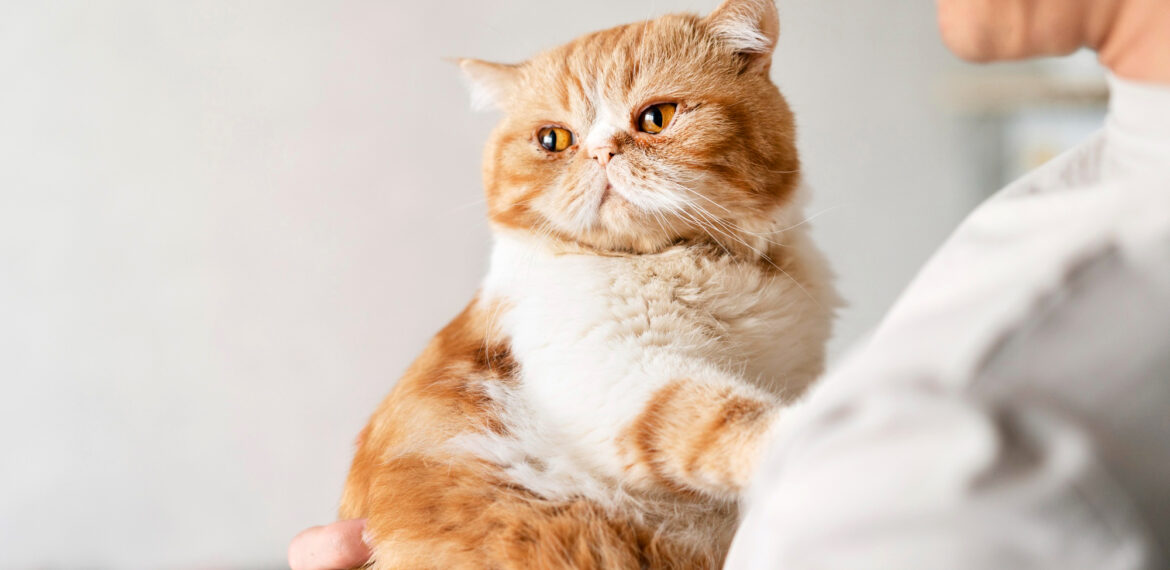 Gato não é cachorro! Lembre-se disso na hora do banho e tosa!