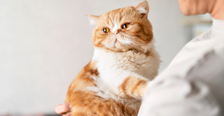 Gato não é cachorro! Lembre-se disso na hora do banho e tosa!