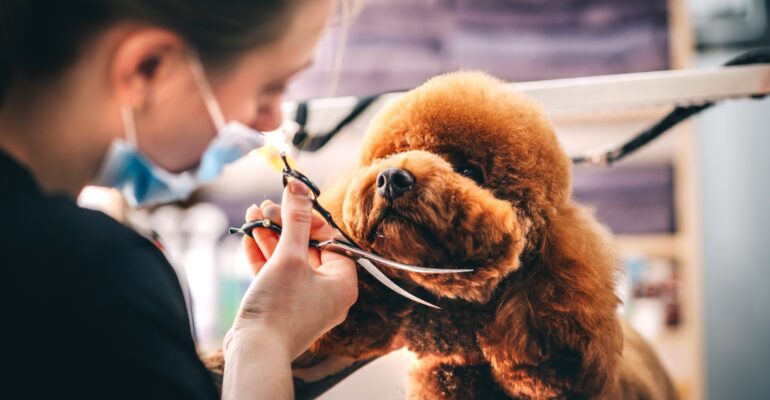 Pequenos negócios são protagonistas do mercado pet brasileiro