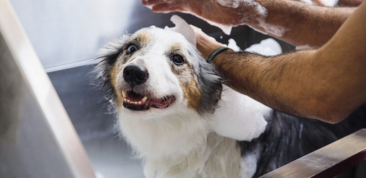 Como cuidar de cães grandes no seu banho e tosa