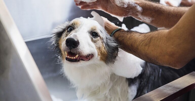 Como cuidar de cães grandes no seu banho e tosa