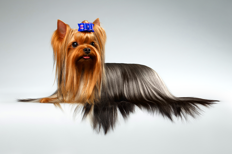 Hidratação pet: você oferece esse serviço essencial no seu banho e tosa?