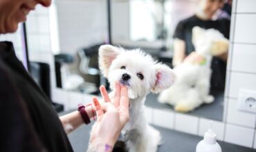 Os ingredientes essenciais para um banho e tosa verdadeiramente eficiente!
