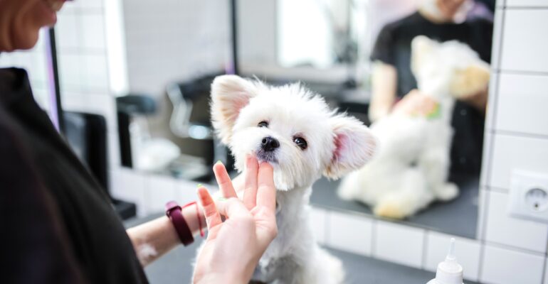 Os ingredientes essenciais para um banho e tosa verdadeiramente eficiente!
