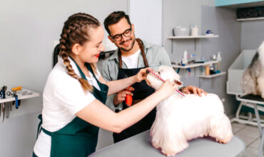 Como evitar a ausência dos clientes: dicas para groomers profissionais!
