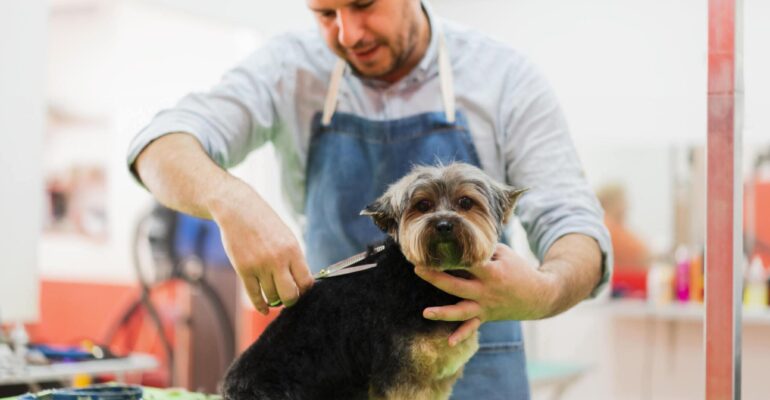 Como abrir um banho e tosa gastando pouco: guia para iniciantes!