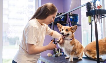 10 dicas para elevar a segurança na hora da tosa!