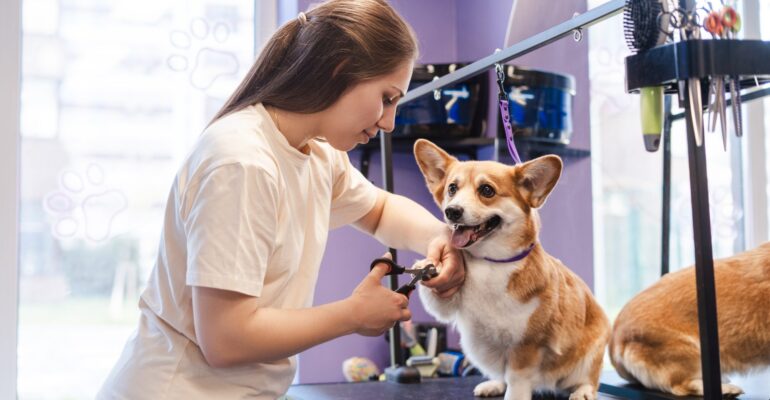 10 dicas para elevar a segurança na hora da tosa!