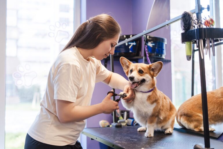 10 dicas para elevar a segurança na hora da tosa!