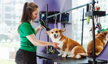 Faça da saúde dos pets uma prioridade durante o processo de secagem!