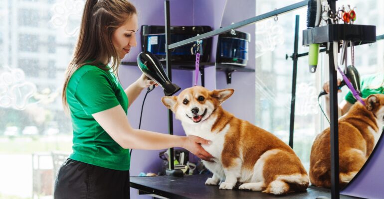 Faça da saúde dos pets uma prioridade durante o processo de secagem!