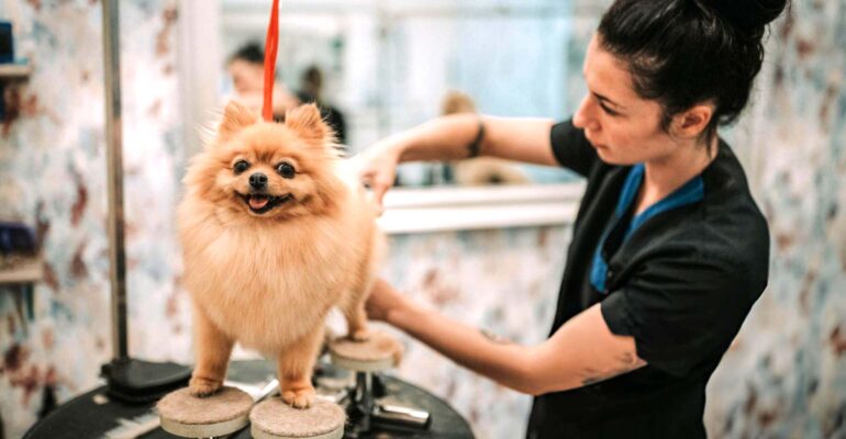 Oportunidades no mercado pet: tendências para 2025!