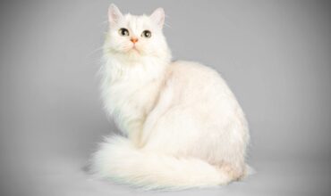 Saiba como evitar e tratar mordidas de gato no banho e tosa