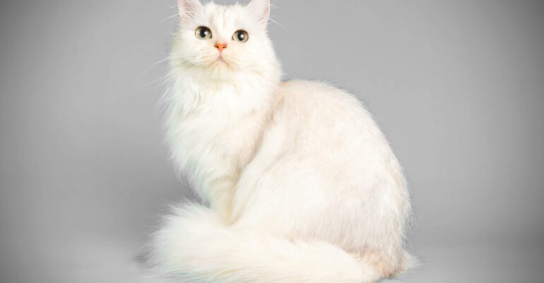 Saiba como evitar e tratar mordidas de gato no banho e tosa