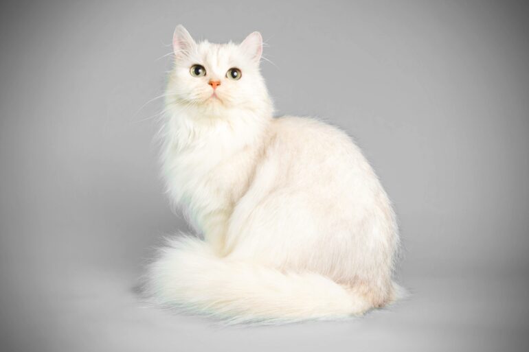 Saiba como evitar e tratar mordidas de gato no banho e tosa