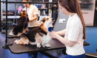 Tosa terapêutica: como esse serviço pode impulsionar o seu serviço de estética pet?