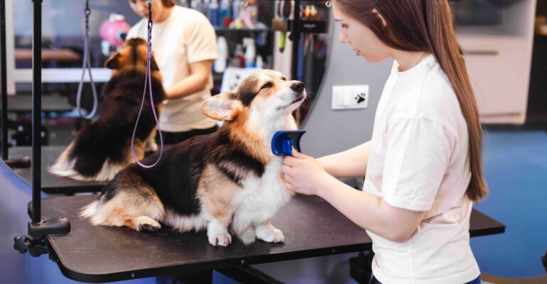 Tosa terapêutica: como esse serviço pode impulsionar o seu serviço de estética pet?