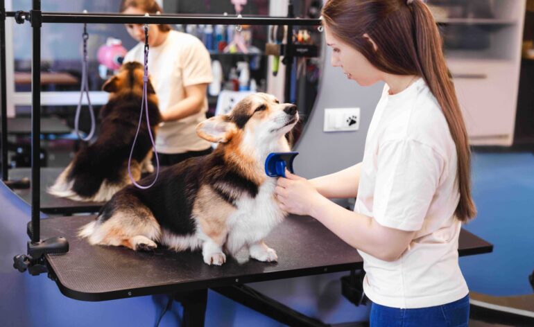 Tosa terapêutica: como esse serviço pode impulsionar o seu serviço de estética pet?